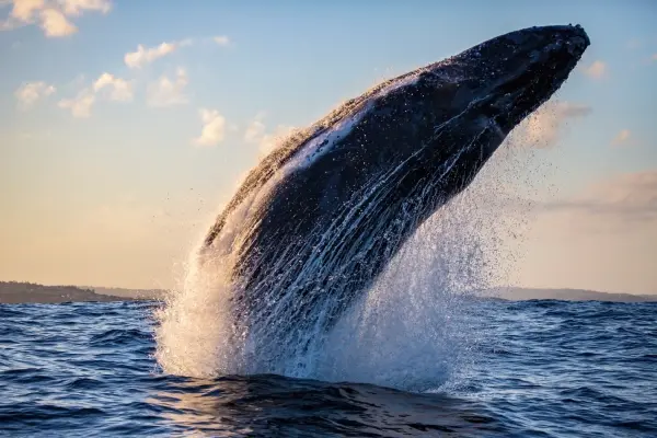 The Critical Role They Play in Our Ecosystem