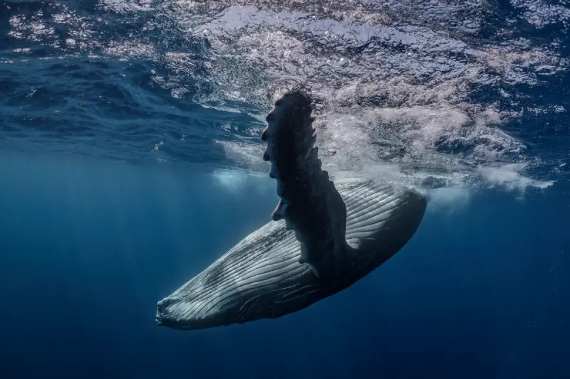 Saving Our Seas: Protecting Whales and Marine Life